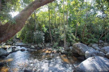 water flowing the rocky river stream in the forest.
