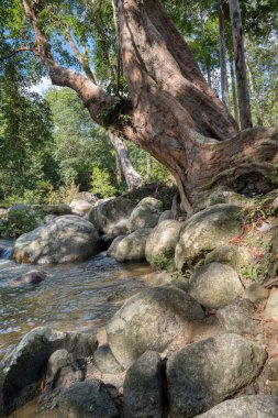 water flowing the rocky river stream in the forest.