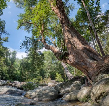 water flowing the rocky river stream in the forest.