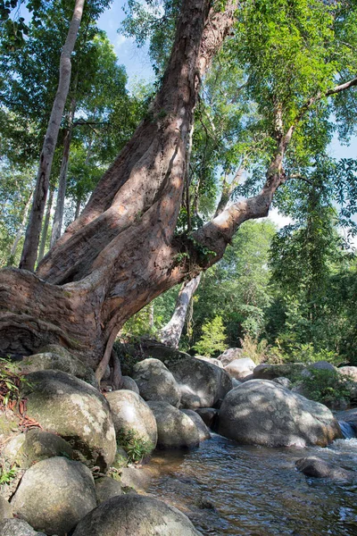 Water Flowing Rocky River Stream Forest — Foto de Stock