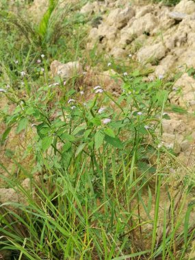 wild bushes of heliotropium indicum weed plant.
