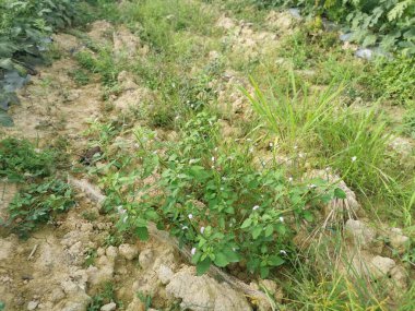 wild bushes of heliotropium indicum weed plant.
