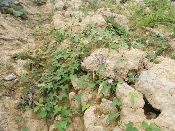 Tiny Pink Ipomoea Bush Morning Glory Crawling Plowed Field — Φωτογραφία Αρχείου