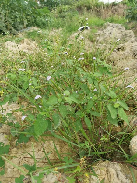 Wild Bushes Heliotropium Indicum Weed Plant — стоковое фото