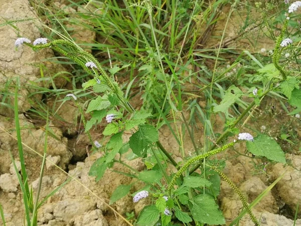 Wild Bushes Heliotropium Indicum Weed Plant — Φωτογραφία Αρχείου