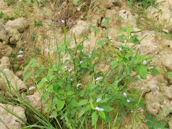 Wild Bushes Heliotropium Indicum Weed Plant — Foto Stock