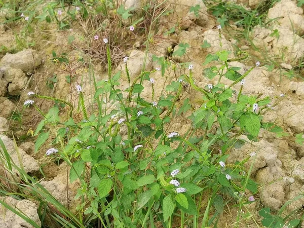 Wild Bushes Heliotropium Indicum Weed Plant — Stockfoto