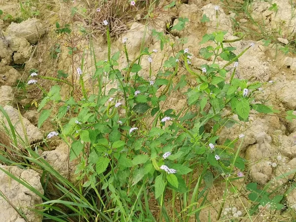 Wild Bushes Heliotropium Indicum Weed Plant — Foto de Stock
