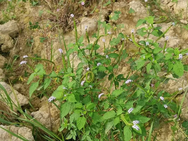 Wild Bushes Heliotropium Indicum Weed Plant — Fotografia de Stock