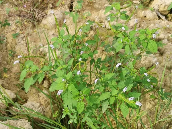 Wild Bushes Heliotropium Indicum Weed Plant — Φωτογραφία Αρχείου