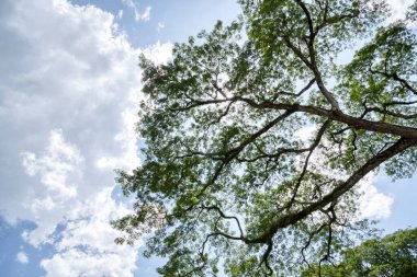 Gökyüzüne bakan yağmur ormanlarının gölgelik dallarına.