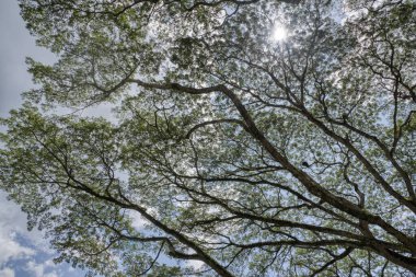 Gökyüzüne bakan yağmur ormanlarının gölgelik dallarına.