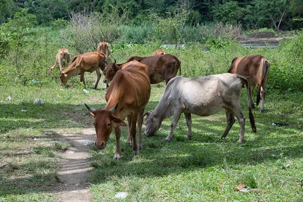 Vacas Domésticas Pastando Campo — Foto de Stock