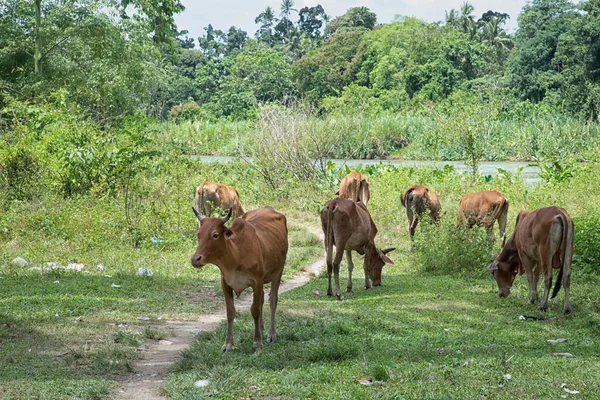 Vacas Domésticas Pastando Campo — Foto de Stock