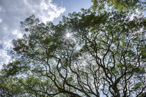 熱帯雨林の天蓋の枝を見上げ — ストック写真