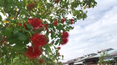 yüksek egzotik Combretum konstrictum bitki ağacı