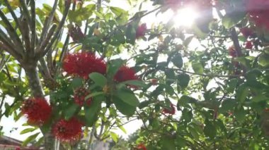 yüksek egzotik Combretum konstrictum bitki ağacı