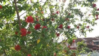 yüksek egzotik Combretum konstrictum bitki ağacı