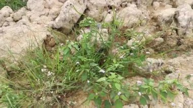 wild bushes of heliotropium indicum weed plant.