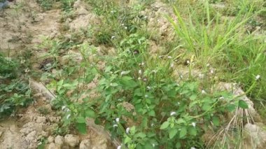 wild bushes of heliotropium indicum weed plant.