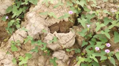 tiny pink ipomoea bush morning glory crawling on the plowed field