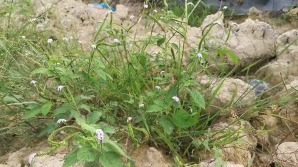 Wild Bushes Heliotropium Indicum Weed Plant — Stock video
