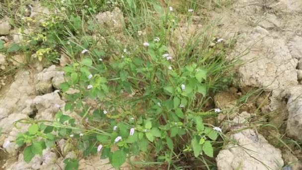 Wild Bushes Heliotropium Indicum Weed Plant — Vídeos de Stock