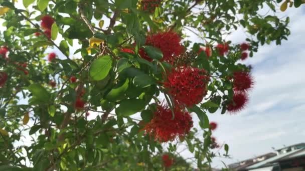 Tall Exotic Combretum Constrictum Plant Tree — Stock Video