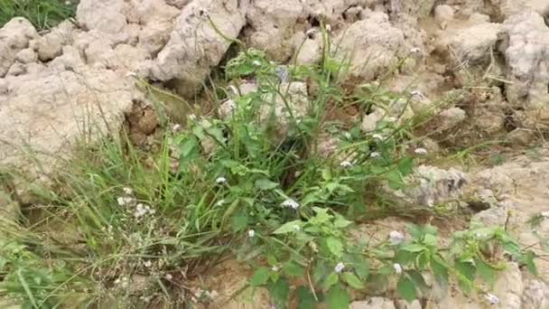 Wild Bushes Heliotropium Indicum Weed Plant — 비디오