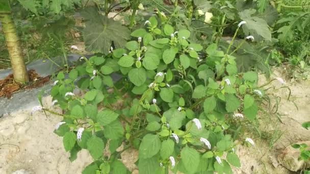 Wild Bushes Heliotropium Indicum Weed Plant — Stock Video