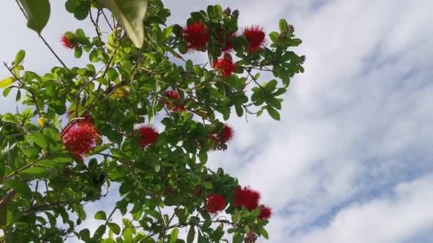 Árvore Planta Alta Exótica Combretum Constrictum — Vídeo de Stock