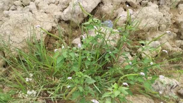 Wild Bushes Heliotropium Indicum Weed Plant — Stock Video