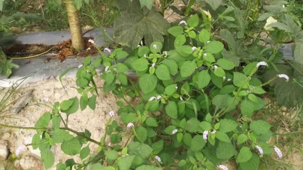 Wild Bushes Heliotropium Indicum Weed Plant — ストック動画