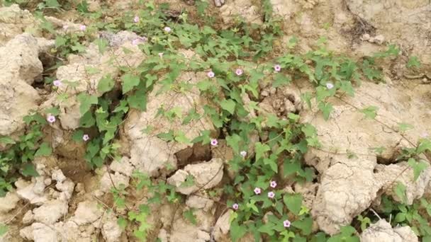 Tiny Pink Ipomoea Bush Morning Glory Crawling Plowed Field — Video Stock