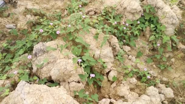 Tiny Pink Ipomoea Bush Morning Glory Crawling Plowed Field — Stock video