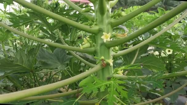 花が実を結ぶパパイヤの木の茎 — ストック動画