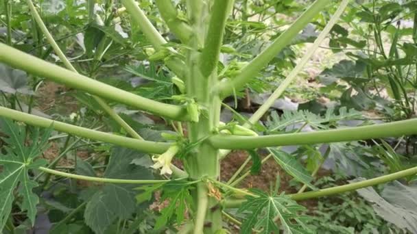 Tallo Árbol Papaya Con Frutos Florales — Vídeo de stock