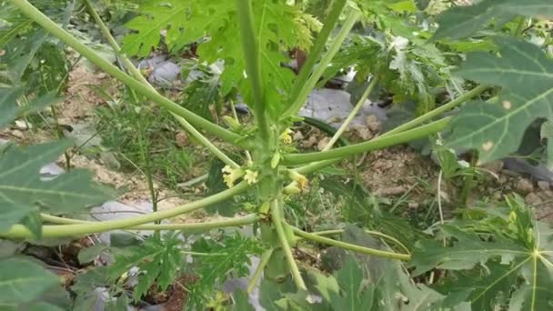 Tallo Árbol Papaya Con Frutos Florales — Vídeo de stock