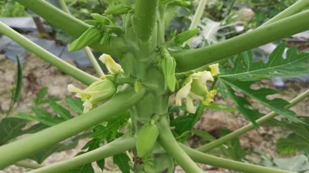 Papaya Tree Stem Flower Bearing Fruits — Stock Video