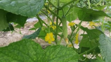 Salatalık yetiştiren tarım çiftliğinin görüntüleri.  