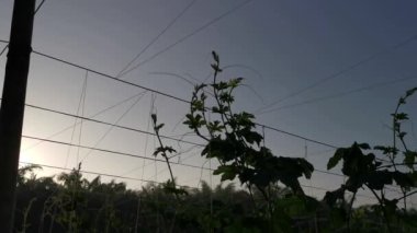 Salatalık yetiştiren tarım çiftliğinin görüntüleri.  