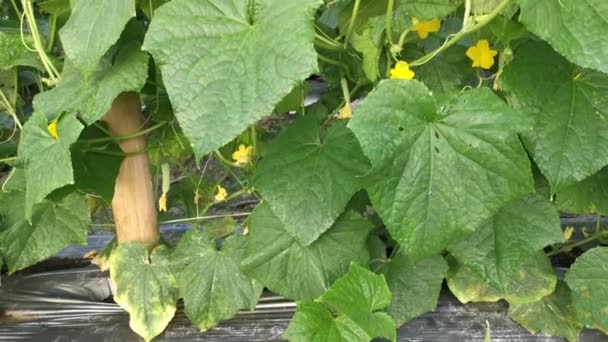 Imagens Fazenda Agricultura Cultivo Pepino Planta — Vídeo de Stock