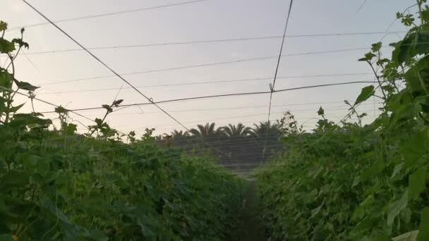 Felvétel Mezőgazdasági Gazdaságról Ahol Uborkás Növényt Termesztenek — Stock videók