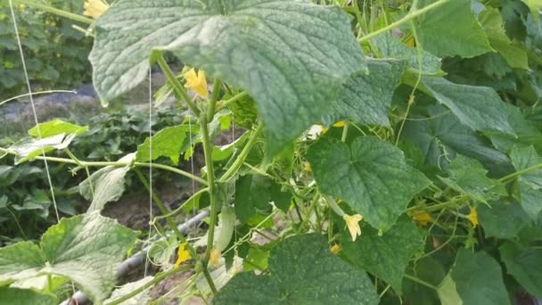 农场种植黄瓜的镜头 — 图库视频影像