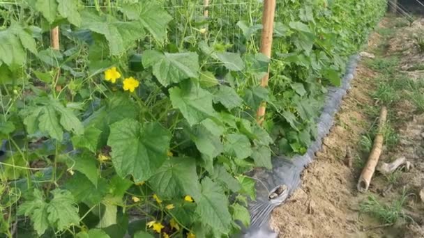 Imagens Fazenda Agricultura Cultivo Pepino Planta — Vídeo de Stock