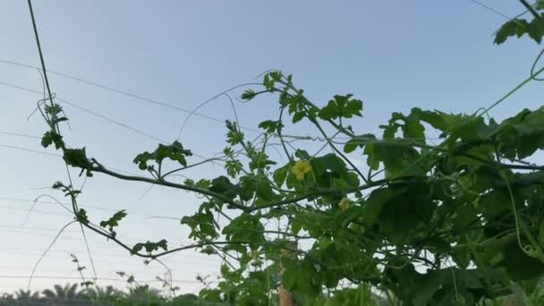 Imágenes Granja Agrícola Cultivando Planta Pepino — Vídeo de stock