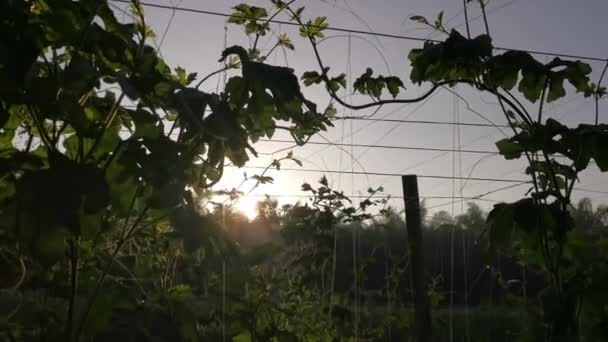 오이를 재배하는 농장의 — 비디오