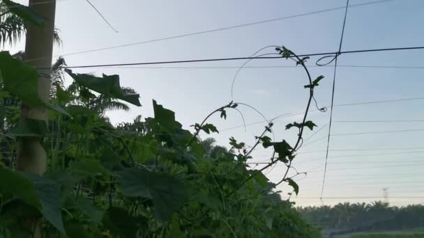 Des Images Exploitation Agricole Cultivant Des Concombres — Video