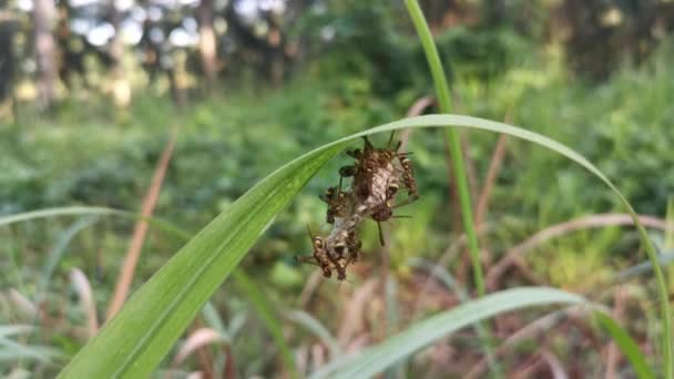 Footage Paper Wasp Bee Nest Hanging Blade Green Grass — Stock Video