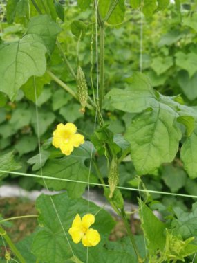 tarım çiftliği acı kabak bitkisi yetiştiriyor.  